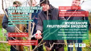 Un atelier taille des fruitiers dans un verger à Neder-Over-Heembeek