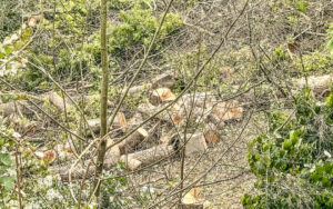 Les Coteaux de la Citadelle privés de dizaines d’arbres abattus sans permis par l’Evêché de Liège