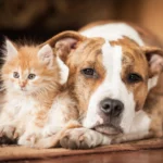 ANIMAUX
