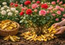 BANANE