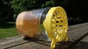 Ixelles contre-attaque : la chasse au frelon asiatique est ouverte