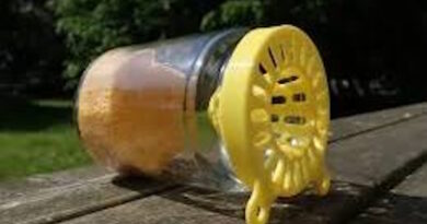 Ixelles contre attaque la chasse au frelon asiatique est ouverte