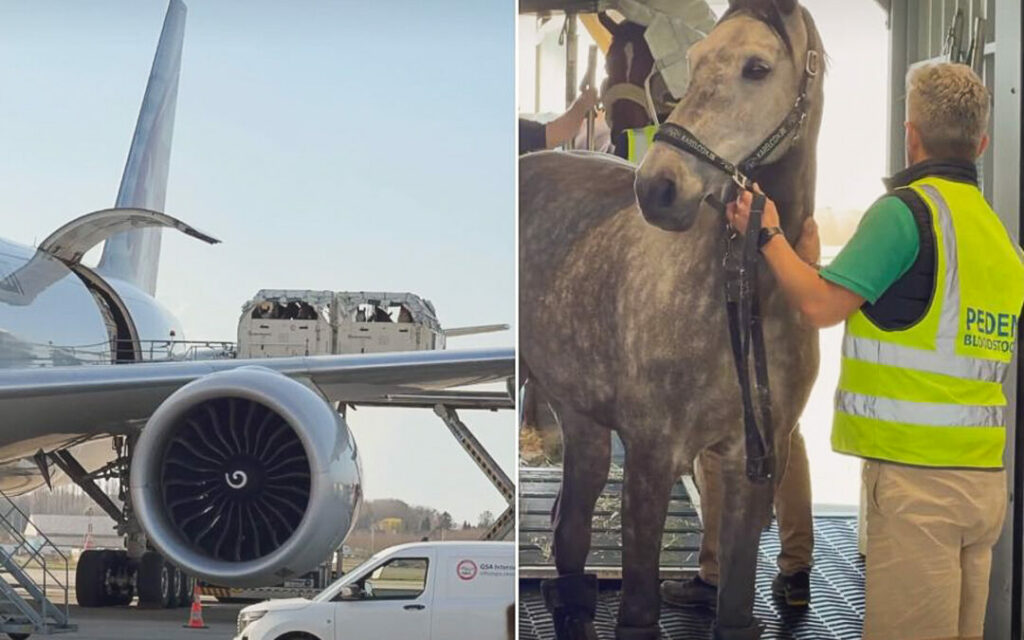 Aeroport de liege specialise dans le transport des chevaux