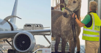 Aeroport de liege specialise dans le transport des chevaux