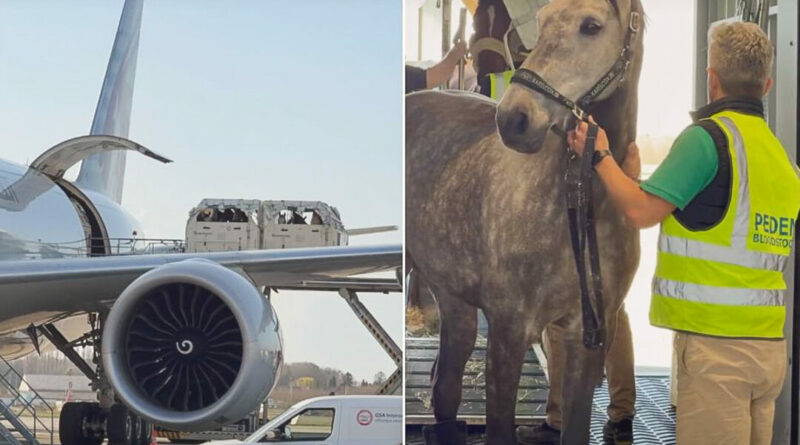 Aeroport de liege specialise dans le transport des chevaux