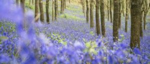 Hallerbos : le tapis bleu magique qui fait battre le cœur du printemps belge