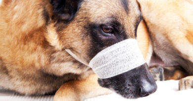 Formations aux premiers secours pour les chiens