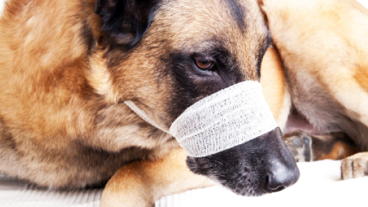 Formations aux premiers secours pour les chiens