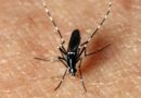 La chasse aux moustiques tigres est ouverte par Sciensano