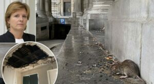 Rats, plafonds qui s’effondrent : le Palais de justice de Bruxelles au bord du chaos