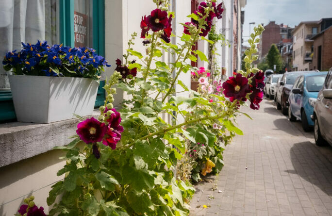 Concours fleurir wsl est lance