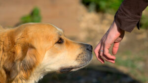 Morsures de chiens : cela s’évite et cela s’apprend à Schaerbeek