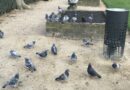 1 pigeons