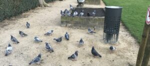 La contraception visant les pigeons s’impose à la Ville de Bruxelles