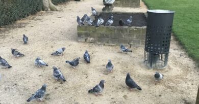1 pigeons