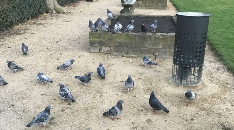 1 pigeons