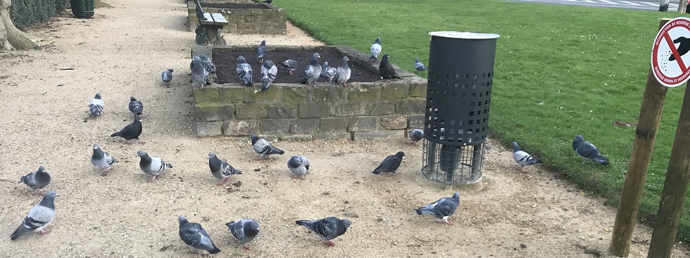 2 pigeons