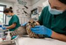 Bruxelles un hôpital pour animaux