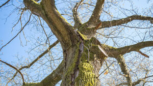 Etre passeurs d’arbres, une balade dans la réserve du Sart Tilman à Liège