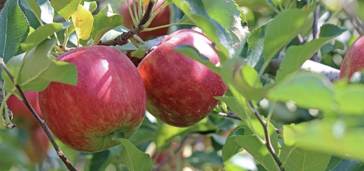 Récolte de pommes à Neder-Over-Heembeek