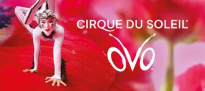 Le spectacle OVO du Cirque du Soleil est à Bruxelles