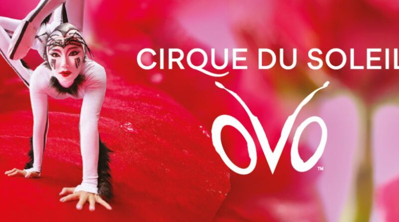1 cirque du soleil bruxelles