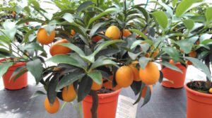 Achat groupé d’arbres fruitiers à Schaerbeek