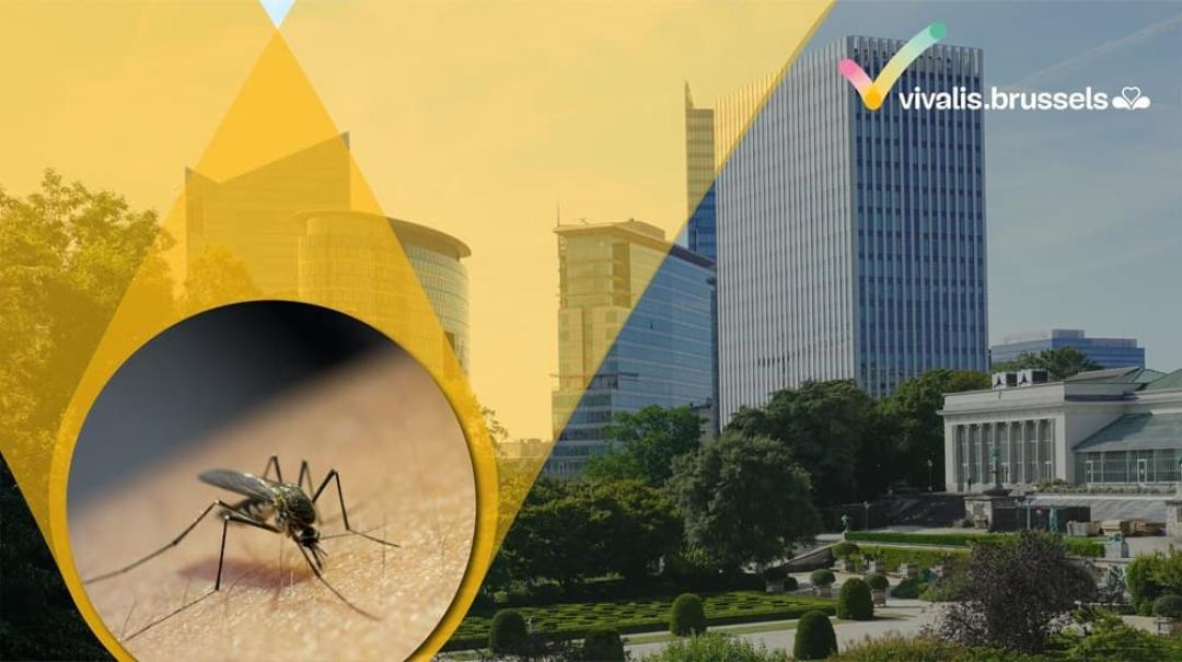 En Région bruxelloise également, il faut se protéger du virus du Nil